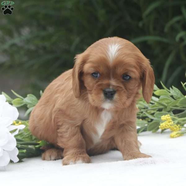 Sage, Cavalier King Charles Spaniel Puppy